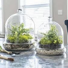Complete Cloche Terrarium Kit Spring Hill Nurseries Terrariums Kits Terrarium Centerpiece Terrarium