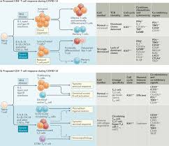 T Cell Responses In Patients With Covid 19 Nature Reviews Immunology