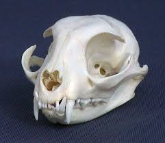 Skull Blog Animal Skulls Skull Anatomy Skull