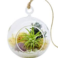 Mini Air Plant Terrarium Kit With Purple Amethyst Crystal Mini Shabby Chic Air Plant Terrarium Air Plants Terrariums Kits