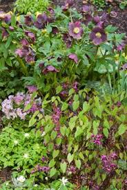 Hellebore Combinations Shade Garden Plants Rose Companion Plants Garden Planning