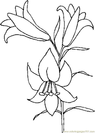 Easter Lily Drawing Lily Coloring Page Lilies Drawing Flower Drawing Easter Lily