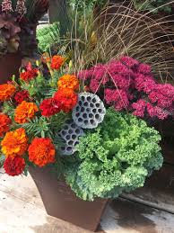 Dried Lotus Pods Are The Accent Focal Point In This Container Lotus Pods Plants Focal Point