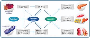 Les causes du diabète de type 2 sont nombreuses et, dans bien des cas, c'est la combinaison de plusieurs facteurs qui entraîne l'apparition de la maladie. Proposed Mechanism Of Lipotoxicity In Type 2 Diabetes Oxidative Stress Download Scientific Diagram