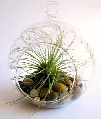 5 5 Plant Terrarium Glass Gch101 05 Cs Hanging Plant Terrarium Containers Wholesale Artificial Plants Decor Air Plant Terrarium Air Plants