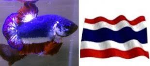 Wondering which betta fish tank to buy among the dozens that are available in the market? Most Expensive Betta Vang Bettas