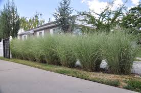 Miscanthus Sinensis Morning Light Moon Garden Plants Garden Plants