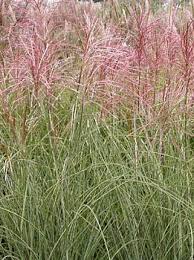 Miscanthus Sinensis Morning Light Morning Light Maiden Grass Miscanthus Morning Light Morning Light Ornamental Grasses