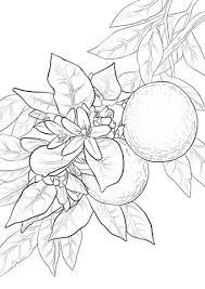 Orange Blossom Coloring Page Free Printable Coloring Pages Flag Coloring Pages Fruit Coloring Pages Tree Coloring Page
