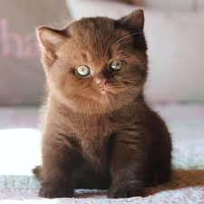 No Matter How Little Money And How Few Possessions You Own Sharing Your Life With A Cat Makes You Rich Who Agrees In 2020 Cats British Shorthair Kittens Pets Cats