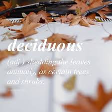 Deciduous Word Of The Day Uncommon Words Uncommon Words Definition Words