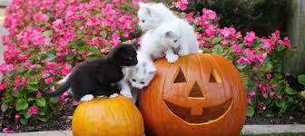 While it's unlikely that pumpkin will upset a cat's stomach, eating too much can possibly cause diarrhea. Can Cats Eat Pumpkin Yes Try These Recipes Litter Robot Blog