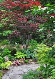 Growing And Care For Japanese Maples Shade Garden Design Japanese Garden Design Japanese Maple Garden