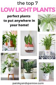 7 Amazing Low Light Indoor Plants Paisley Sparrow Indoor Plants Low Light Low Light Plants Plants
