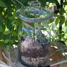 46 Spruce Wholesale Supply House Terrariums Kits Terrarium Diy Diy Terrarium Kit