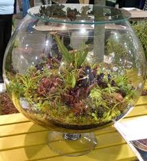 Terrariums The Scott Arboretum S Garden Seeds Large Glass Terrarium Terrarium Containers Glass Terrarium Containers