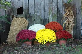Mums Google Images Fall Mums Potted Mums Fall Landscaping
