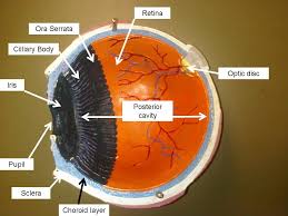 Eye Model Labeled Bing Images Eye Anatomy Anatomy Models Human Body Anatomy