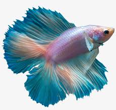 Usually, this variation has a larger and elephant ear betta/dumbo betta this is a very unique fish which doesn't really fit into the tail, or color category. 28 Collection Of Betta Fish Clipart Double Tail Betta Png Image Transparent Png Free Download On Seekpng