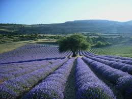 Valensole Digne Les Bains Alpes De Haute Provence Provence Alpes Cote D Azur France Provence Lavender Aix En Provence Provence