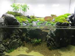 Security Check Required Aquascape Design Fresh Water Fish Tank Aquascape
