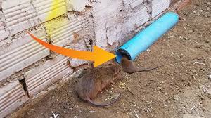 Awesome Quick Pvc Rat Trap Rat Trap In Action Youtube
