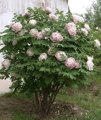 Peony Care Tree Herbaceous Intersectional Planting Peonies Peonies Garden Fall Plants