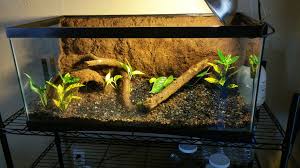 Just Built A Bioactive Vivarium For A Ball Python Ball Python Pet Snake Terrarium Pet Snake