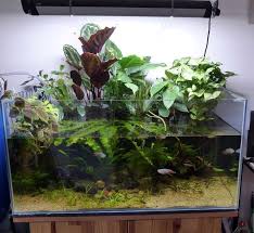 Riparium Premier Riparium De Patrice B Page 7 In 2020 Aquarium Fish Tank Aquarium Fish Fresh Water Fish Tank
