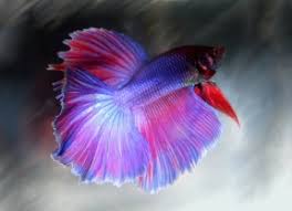 They prefer to have more control over the protein intake of our fish. 20 Interesting Betta Fish Facts To Better Know Your Betta Top10zen