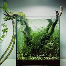 Cube Renaissance Par Gaetan Aquascaping Aquarium Aquarium Nano Aquarium Paludarium