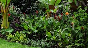 Where Tropical Landscaping Tropical Garden Plants