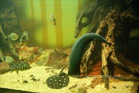 Fire Eel Tank Mates Freshwater Aquarium Aquarium Fish Fish Tank