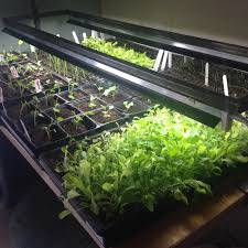 Grow Lights Indoor Greenhouses Family Food Garden Indoor Vegetable Gardening Indoor Greenhouse Mini Greenhouse