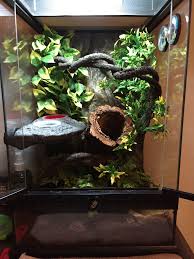 My Son S 12th Birthday Present Is A Crested Gecko This Is His 12x12x18 Setup Gecko Terrarium Crested Gecko Habitat Crested Gecko Care