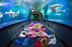 Sharks After Dark At Newport On The Levee Newport Aquarium Sleep With The Fishes Ripley Aquarium