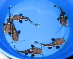 Baby Red Tail Catfish Live Freshwater Fish Red Tail Catfish Live Freshwater Fish Catfish