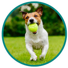 Pet adoption is the process of taking responsibility for a pet that a previous owner has abandoned or released to a shelter or rescue organization. Adopt Humane Society Of North Central Florida