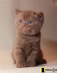 How Much Is A British Shorthair Cinnamon Cat British Shorthair Kittens Cute Cats Kittens And Puppies