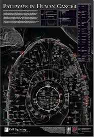 Pin By Juan Martin On Nerd Stuff Pinterest Cancer Pathways And Biology