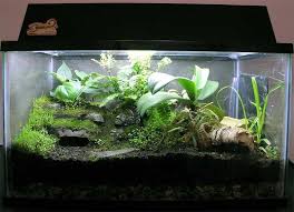 Carnivorous Plants Terrarium Google Search Carnivorous Plants Terrarium Carnivorous Plants Terrarium