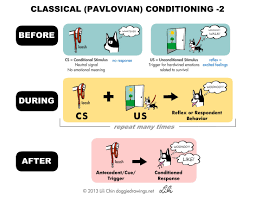 Classical And Operant Conditioning Google Search Malteser Hund Positive Verstarkung Malteser