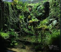 Paludarium M Rainforest Ivlc Terrarium Ideen Aquarien Und Terrarien In 2020 Frog Terrarium Reptile Terrarium Aquarium Landscape