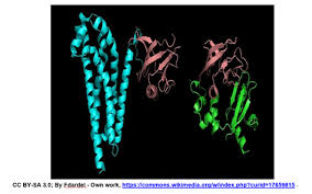 3 6 Protein Domains Motifs And Folds In Protein Structure Biology Libretexts