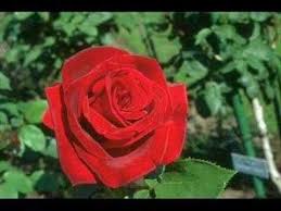 Love Story Gheorghe Zamfir Pan Flute Unchained Melody Relaxing Music