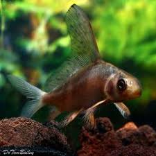 Pin On Aquaria
