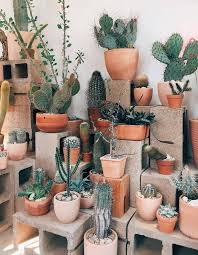 Planting On My Terrace 20 Simple Ideas For Copying Simple Ideas Plants Cactus Planter Cactus Garden