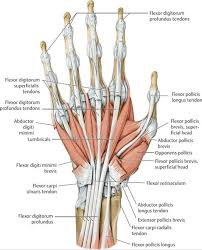 Functional Anatomy Of The Upper Limb Anatomy An Essential Textbook 1st Ed Human Muscle Anatomy Upper Limb Anatomy Human Body Anatomy