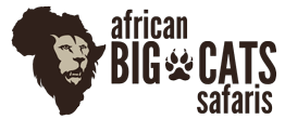Their dozens of protected natural environments, reserves, and conservancies feature all of africa's big five in overflowing abundance. African Big Cats Safaris Tanzania Safari Speacialist