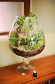 Pmn 8566 Succulent Terrarium Plants In Jars Garden Terrarium